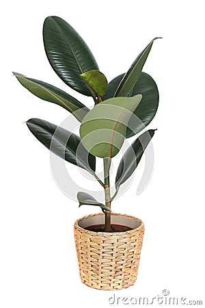Houseplant - ficus, rubber plant, in wicker pot isolated on white background Stock Photo