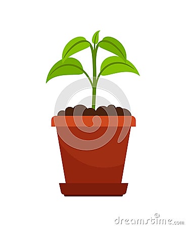 Houseplant in flower pot Vector Illustration