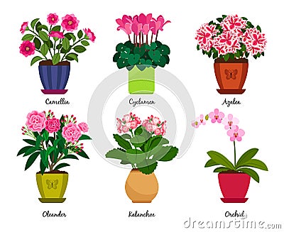 Houseplant flowers in pots Vector Illustration