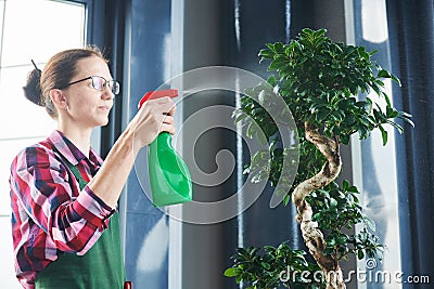 Bonsai care and tending houseplant growth. Watering small tree. Stock Photo