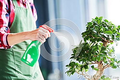 Bonsai care and tending houseplant growth. Watering small tree. Stock Photo