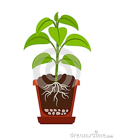Houseplant with roots icon Vector Illustration