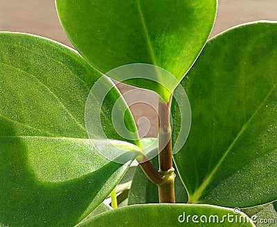 Houseplant Stock Photo