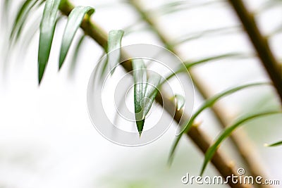 Houseplant palm. green leafs of exotic plant indoors. Stock Photo