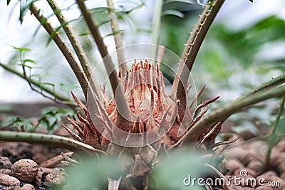 Houseplant palm root at flower pot closeup. brown palm trunk. Stock Photo