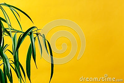 Houseplant palm at yellow background. template for design. copy space Stock Photo