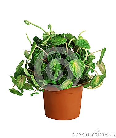 Houseplant - Peperomia caperata a potted plant isolated over white Stock Photo