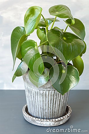 Houseplant peperomia in vintage pot Stock Photo