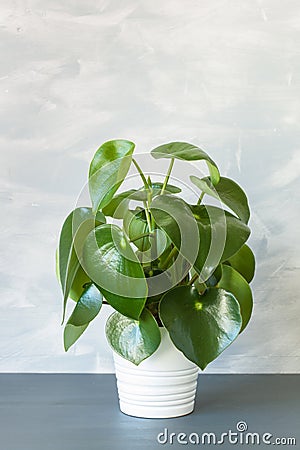 Houseplant peperomia in white flowerpot Stock Photo