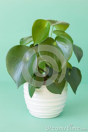 Houseplant peperomia in white pot Stock Photo