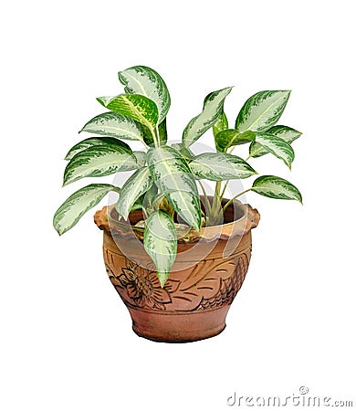 Houseplant in pot Stock Photo