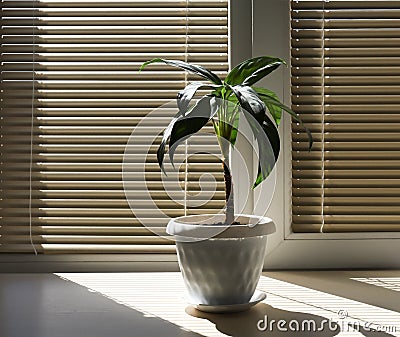 Houseplant in a pot on the windowsill Stock Photo