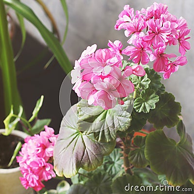 Houseplant in a potted room. Flowers in a pot Stock Photo