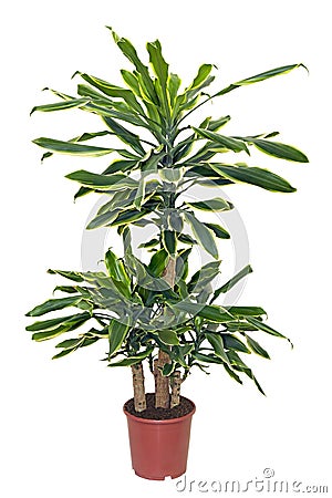 Houseplant sansevieriya in brown pot Stock Photo