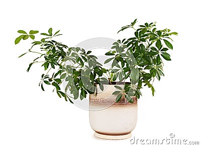 Houseplant schefflera arboricola in flowerpot Stock Photo