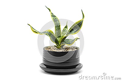 Houseplant. Snake Plant in a black ceramic potted plant on a white background Stock Photo