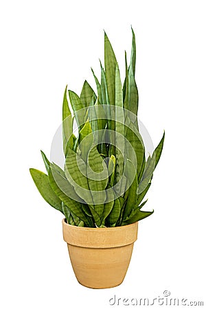 Houseplant snake plant in brown pot isolated on white Stock Photo