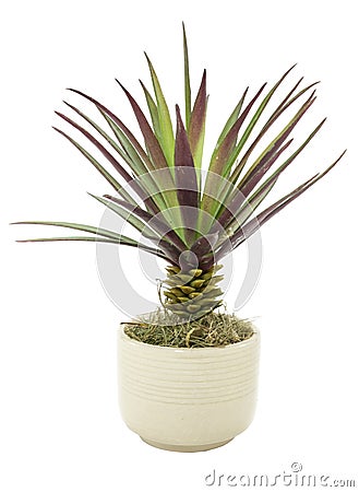 Houseplant Stock Photo