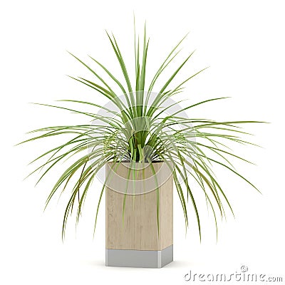 Houseplant in wooden pot isolated on white Stock Photo