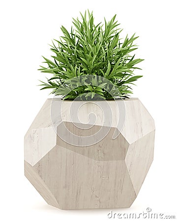 Houseplant in wooden pot isolated on white Stock Photo