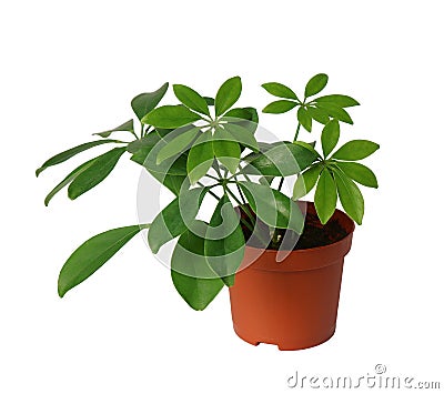 Houseplant - young Schefflera a potted plant isolated over white Stock Photo