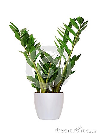 Houseplant - Zamioculcas a potted plant isolated over white Stock Photo