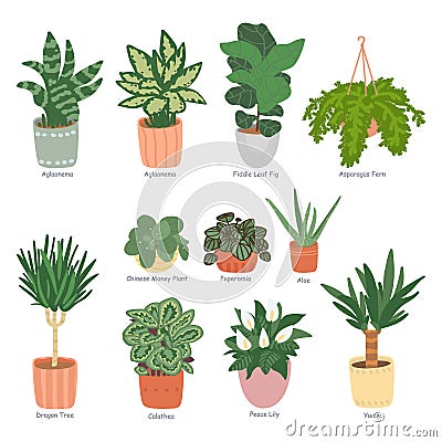 Houseplants collection isolated on white background. Home garden. Vector illustration in the of hand-drawn flat Cartoon Illustration