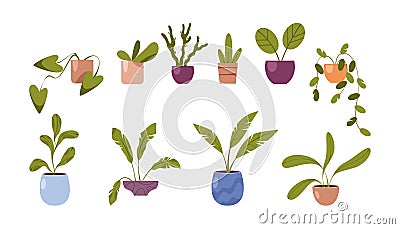 Houseplants, flowers in pots, potted home plants Vector Illustration