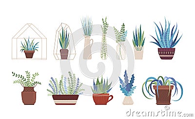 Houseplants, flowers in vases and pots flat vector illustrations set Vector Illustration