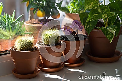 Houseplants - Mammillaria cactus, flowering Saintpaulia mini, Epipremnum in terracota clay pot on windowsill at home Stock Photo