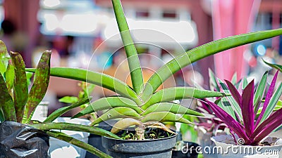 houseplants on pot Stock Photo