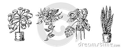 Houseplants vector set of illustrations. Urban jungles. Plants are friends. Vector Illustration