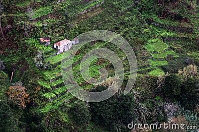 Houses on cultivated terraced fields on the hill on the island of Madeira. Stock Photo