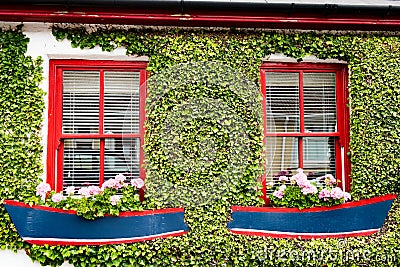 Housewall overgrown with creeping plants. Flower boxes in shape of boats, planted with geranium, red painted windows, Ireland Stock Photo