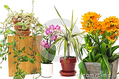 Housplants close up. Small indoor flowers, Orchid, Dracaena, Star of Bethlehem, Inch plant Stock Photo