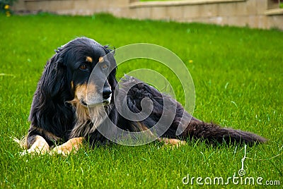 Hovawart - Dog Stock Photo