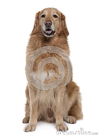 Hovawart dog, sitting with mouth open Stock Photo