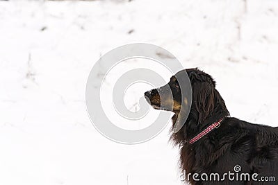 hovawart dog is walking in winter day at snow. Germany guard dog breed Stock Photo