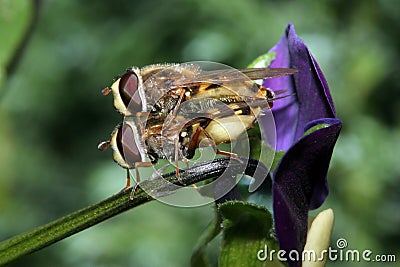 Hover Flies Mating on a Viola Stock Photo