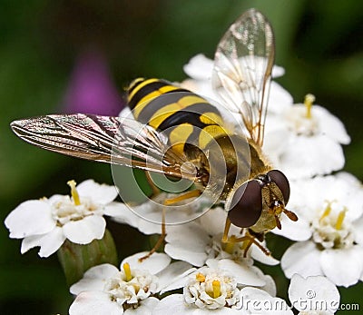 Hover fly Stock Photo