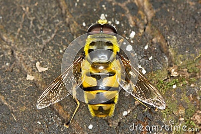 Hover fly Myathropa florea (Syrphidae) Stock Photo