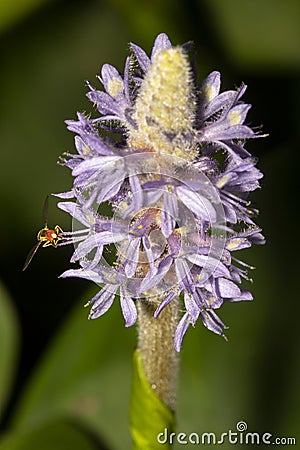 Hover fly on pickerel weed flower in Sunapee, New Hampshire Stock Photo