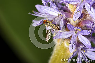 Hover fly on pickerel weed flower in Sunapee, New Hampshire Stock Photo