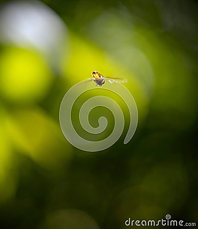 Hover Fly (Syrphoidea) in Mid-Air Stock Photo