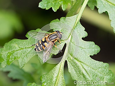Hoverflies are Common in Alaska Stock Photo
