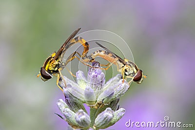 Hoverflies mating on Lavender `Ashdown Forest` Lavandula angustifolia Stock Photo