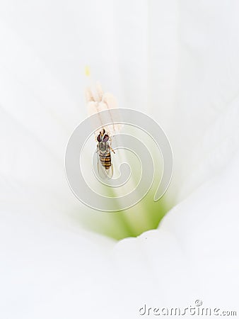 Hoverfly aka flower or syrphid fly in beautiful white datura. Stock Photo