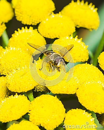 Hoverfly on blooming common tansy, macro, selective focus Stock Photo