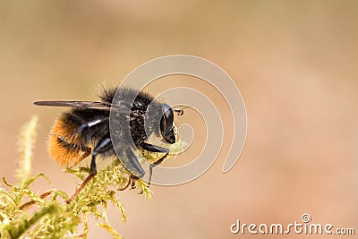 Hoverfly, Criorhina ranuculi, male, sitting on green moss Stock Photo