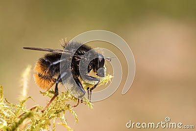 Hoverfly, Criorhina ranuculi, male, sitting on green moss with soft green and pink background Stock Photo